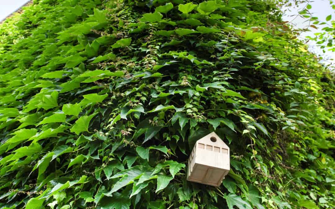 Canceled: Bauakademie “Einfach grüne Welten bauen”