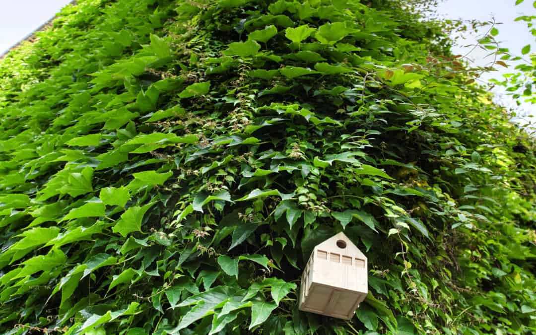 Abgesagt: Bauakademie „Einfach grüne Welten bauen“