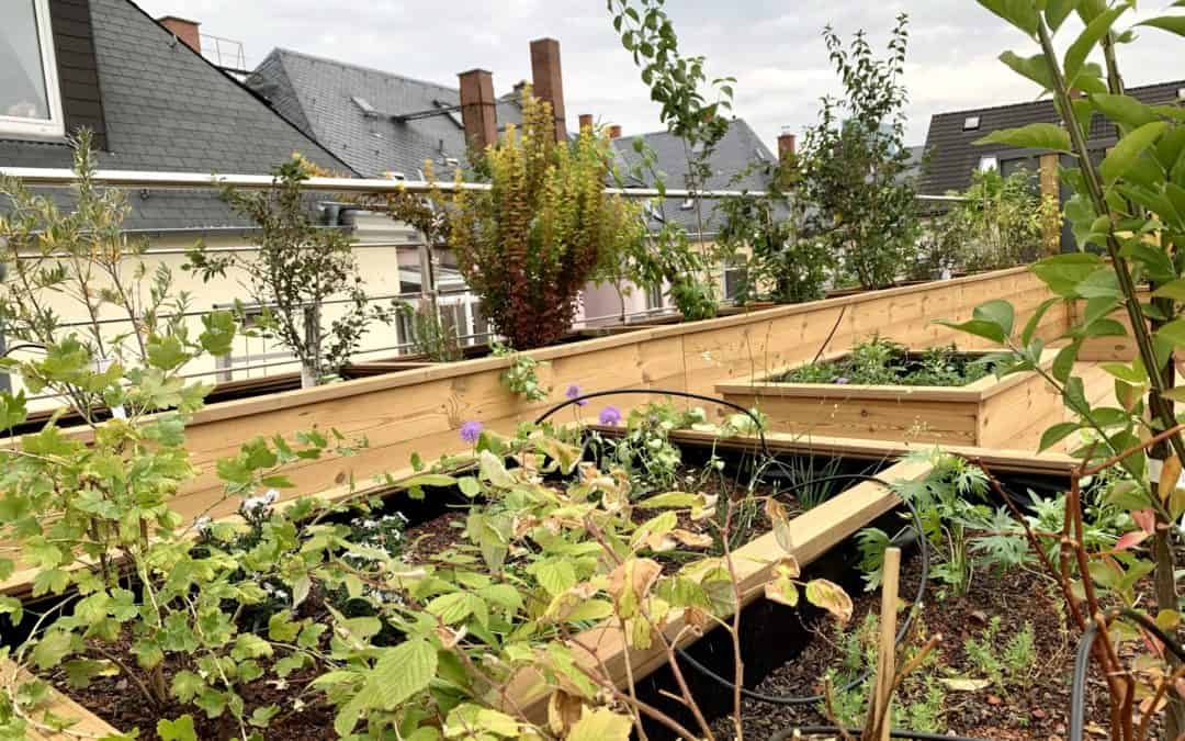DAMobil Grün vor Ort und in Echt —  Exkursionen im Raum Frankfurt